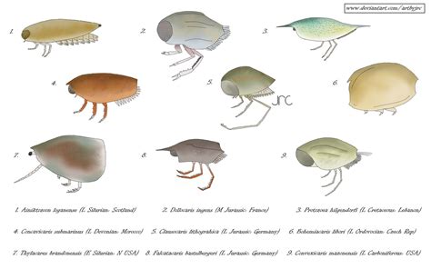 Alien taco shells - Thylacocephalans by artbyjrc on DeviantArt