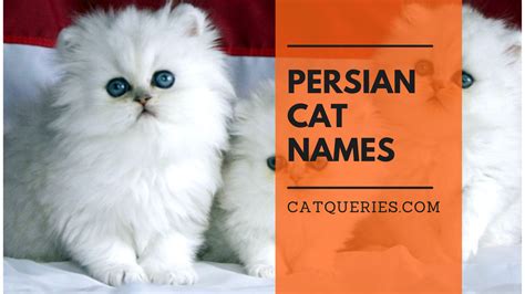 Persian cat names: 70 monikers for male and female Persian Kittens - Cat Queries