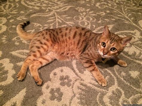 Beautiful Bengal and Savannah cat mix! This 5 year old male in Tucson, Arizona, is looking for ...