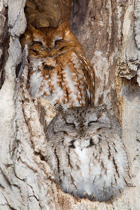 20 Amazing Examples of Owl Camouflage | Bored Panda