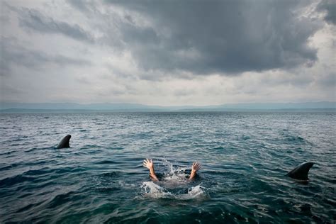 Shark Attacks In Hawaii: Do They Happen Near Tourist Beaches? Maui, Oahu, Big Island, Kauai ...