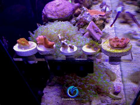 Magnetic Mini Coral Frag Racks - Oceanbox Designs®