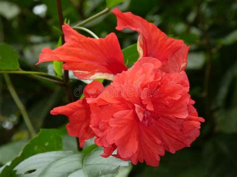Double Red Hibiscus on a Branch Near Tortuguero Costa Rica Stock Image - Image of flower, pink ...