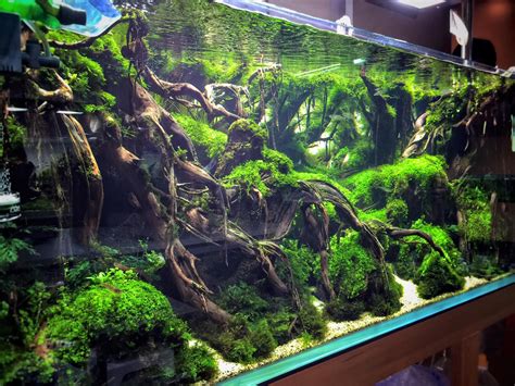 Pin by Péter Heinemann on Aquarium | Aquarium driftwood, Aquascape, Aquascape design