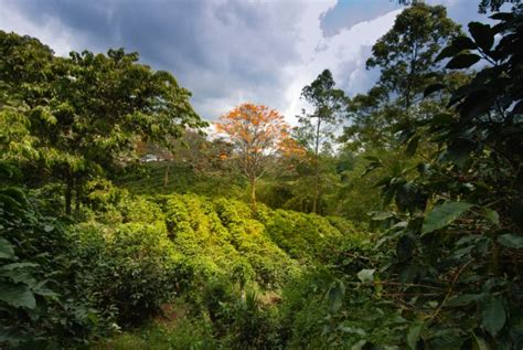 Visiting a coffee plantation in Costa Rica - Go Visit Costa Rica