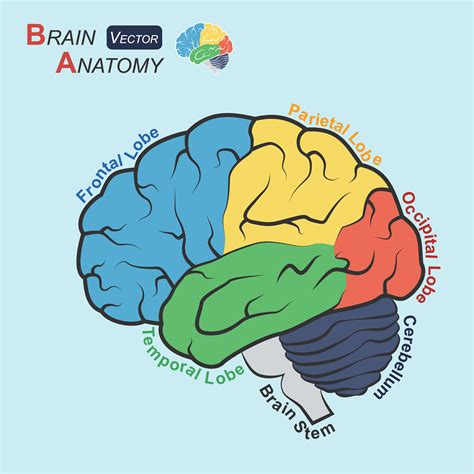 Brain Anatomy Flat Design Frontal Lobe Temporal | Free Nude Porn Photos