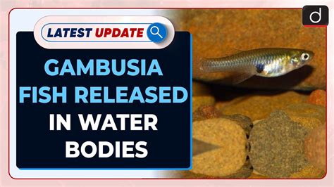 Gambusia Fish Released in Water Bodies Latest Update | Drishti IAS ...