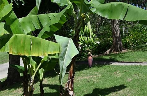 List Of 13 Grand Nain Banana Tree Care