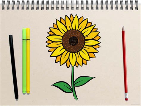 Sunflower Drawing How to draw a Sunflower