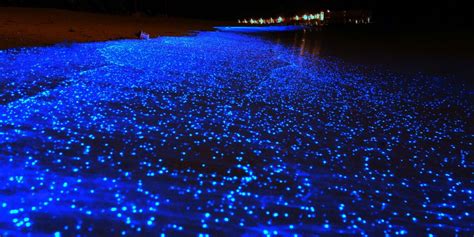 Sea of Stars on Vaadhoo Island, Maldives (Must See Blue Lights)