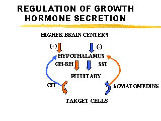 REGULATION OF GROWTH HORMONE SECRETION