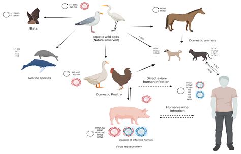 Viruses | Free Full-Text | Avian Influenza Virus Tropism in Humans