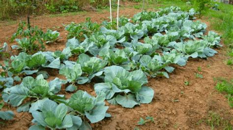 18 Best Cabbage Companion Plants To Boost Your Garden Yield