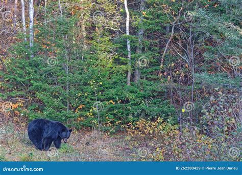 A Wild Black Bear in the Forest Stock Image - Image of nature, forest ...