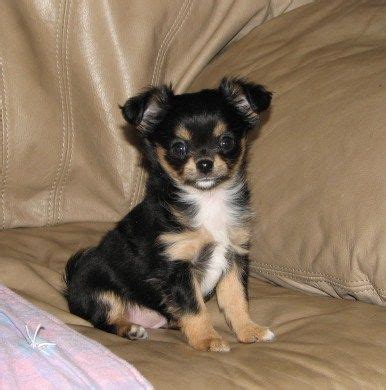 Chihuahua Mix Black And Tan