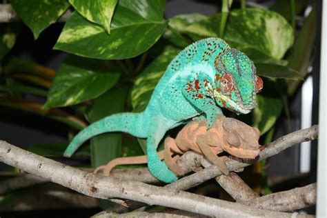 Panther Chameleon Breeding - Mating | Much Ado About Chameleons