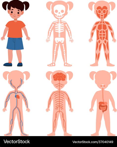 Human Body Systems For Kids