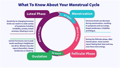 Understanding Your Menstrual Cycle and Phases | Create Health