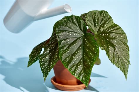 Begonia Plant Care - How to Grow Begonia Plants | Apartment Therapy