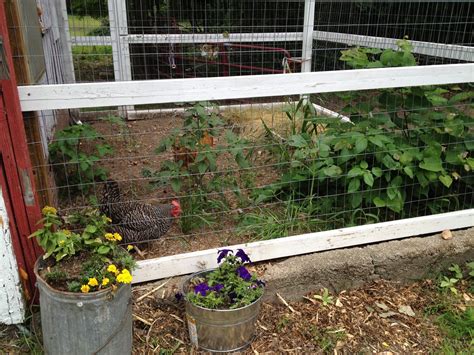 Coop Friendly Plants to Plant in your Chicken Run for Shade and Forage · Hawk Hill