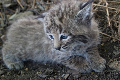 Bobcats: Living on the Urban Edge - Santa Monica Mountains National ...