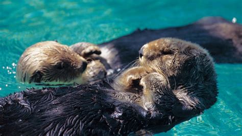 Alaska Wildlife - Alaska Animals & Marine Life - Princess Cruises