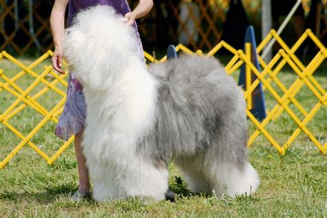 101 Male Old English Sheepdog Names + Meanings