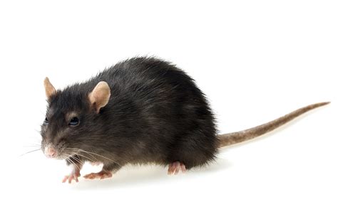 Rats and other vermin found at Kent hospitals, survey finds - PestKill