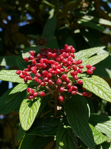 Viburnum rhytidophyllum | Viburnum rhytidophyllum - Van den Berk Nurseries