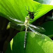 Free picture: insect, animal, dragonfly, nature, wildlife, metamorphosis, arthropod, invertebrate