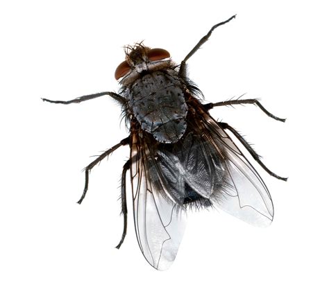 Fly | Most Disgusting Creature on Earth Rating