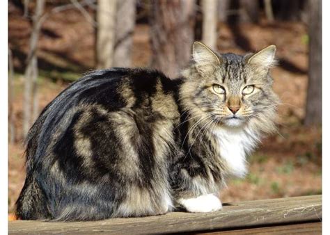 American Bobtail Cat Breed: Size, Appearance & Personality