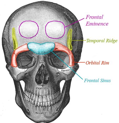 Virtual FFS: Forehead | Face anatomy, Anatomy, Forehead