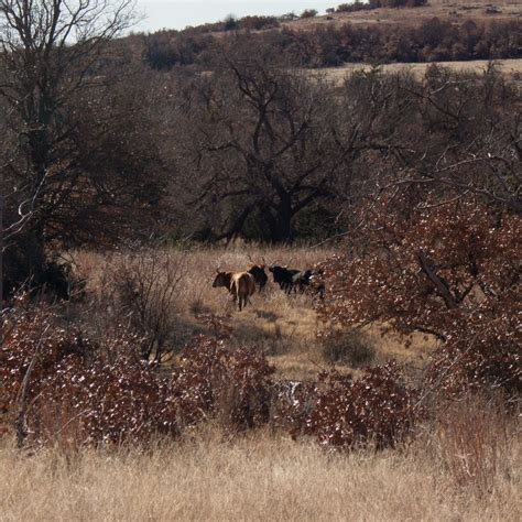 Hiking Oklahoma: Mount Scott - Teaspoon of Nose