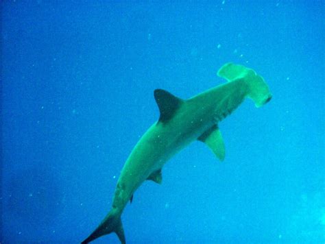 Hammerhead Shark | Hammerhead Shark @ The Red Sea, Egypt | Manos Matsakis | Flickr