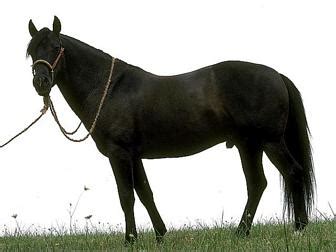 Barb Horse Info, Origin, History, Pictures