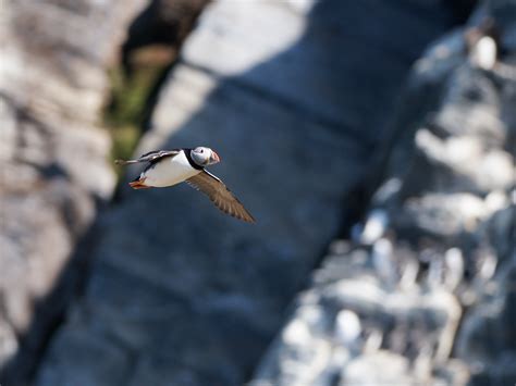 Atlantic puffin in flight | BirdForum