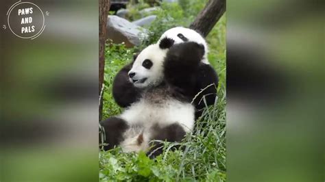 AWW SO CUTE!!! BABY PANDAS PLAYING WITH ZOOKEEPER FUNNY BABY PANDAS BABY PANDA FALLING - YouTube