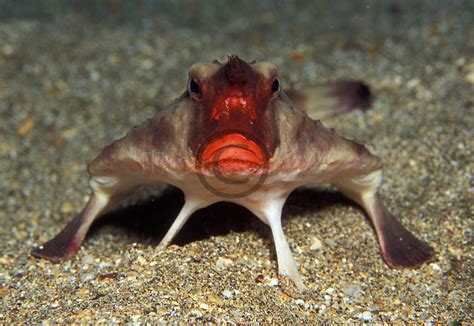 Red-lipped Batfish | Michael AW