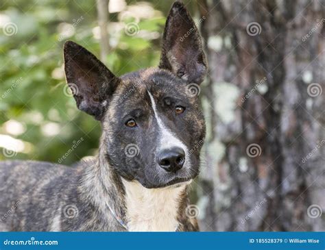 Brindle Dutch Shepherd and Akita Mix Breed Dog Stock Image - Image of ...