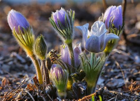 All of Nature: Pasque Flowers Bloom For First Pollinators