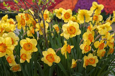How to Grow and Care for Daffodils