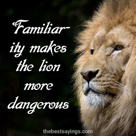 61 Best Lion Quotes and Sayings » QuoteSove