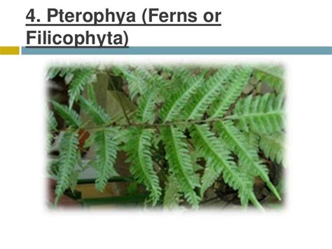 Classification of pteridophyta