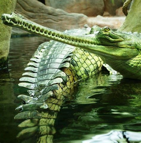 Green Crocodile | Animals wild, Reptiles, Animals beautiful