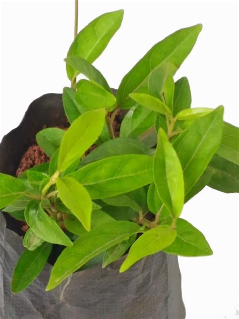 Green Gudmar Plant, Gymnema Sylvestre, Live Plant, Packaging Type: Box ...