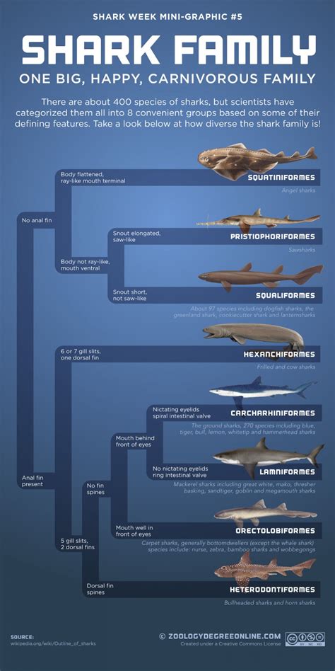 Shark Family - One Big, Happy, Carnivorous Family | Visual.ly | Shark facts, Species of sharks ...