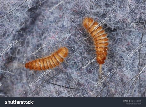 Larva Larvae Carpet Beetle Anthrenus Trogoderma Stock Photo 2271478175 | Shutterstock