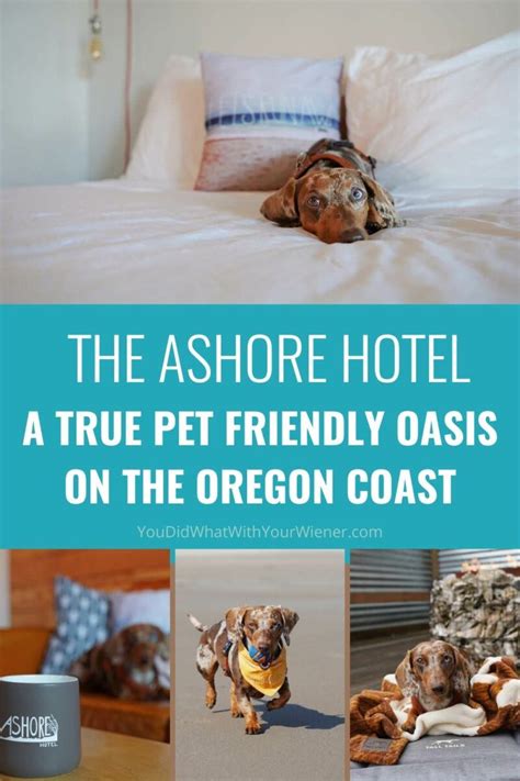 The Ashore Hotel – Best Pet Friendly Hotel on the Oregon Coast ...