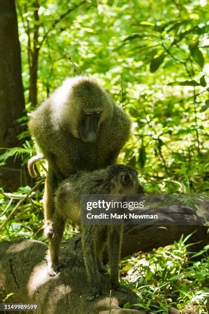 65 Mating Baboons Stock Photos, High-Res Pictures, and Images - Getty Images